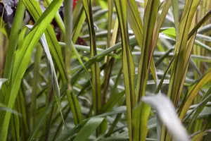 Saccharum ravennae