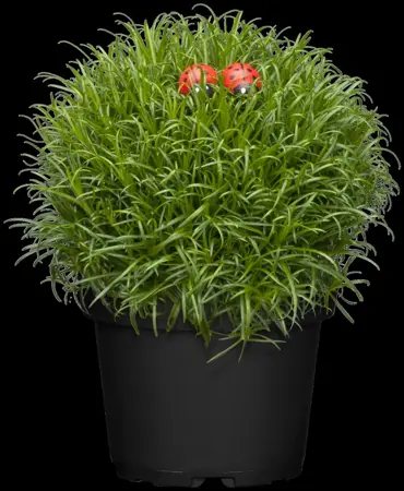Sagina subulata - P9 - image 5