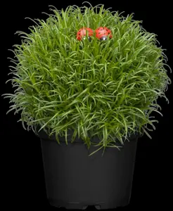 Sagina subulata - P9 - image 5