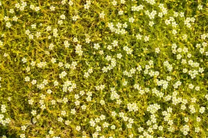 Sagina subulata - P13 - image 1