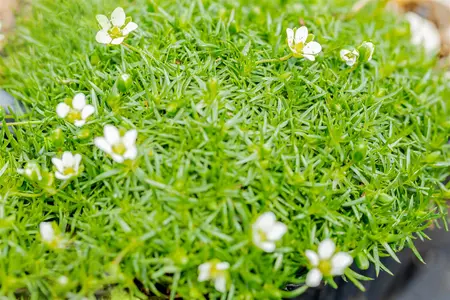 Sagina subulata - P13 - image 3