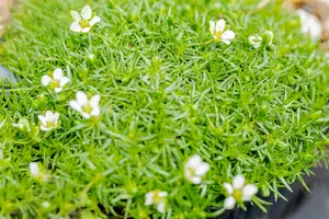 Sagina subulata - P13 - image 3