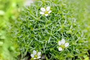 Sagina subulata - P13 - image 4