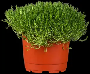 Sagina subulata - P9 - image 3