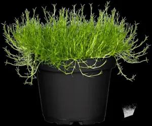 Sagina subulata - P9 - image 2
