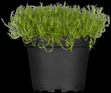Sagina subulata - P9 - image 1