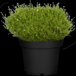Sagina subulata - P9 - image 4
