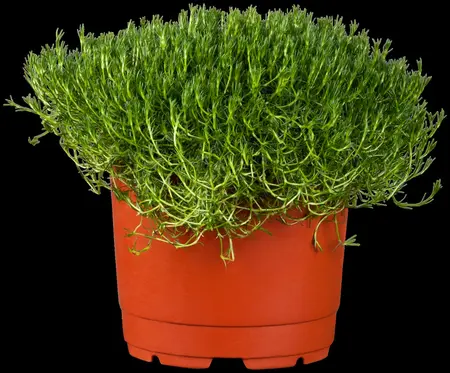 Sagina subulata 'Green Moss' - P9 - image 3