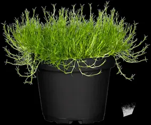 Sagina subulata 'Green Moss' - P9 - image 2