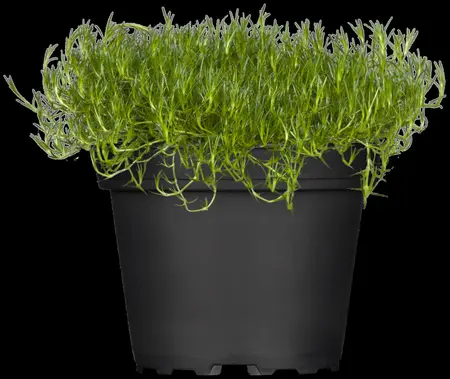 Sagina subulata 'Green Moss' - P9 - image 1
