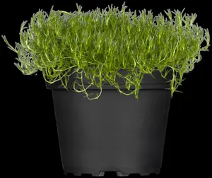 Sagina subulata 'Green Moss' - P9 - image 5