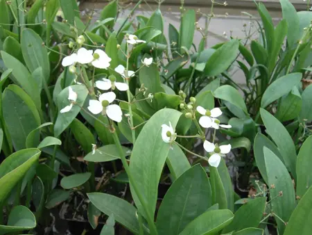 Sagittaria graminea - P9 - image 1