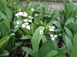 Sagittaria graminea