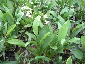 Sagittaria graminea - P9 - image 2