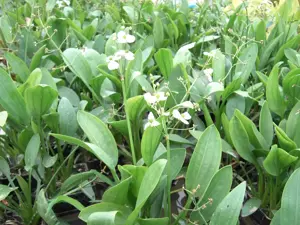 Sagittaria graminea - P9 - image 3