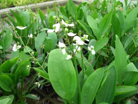 Sagittaria graminea - P9 - image 4