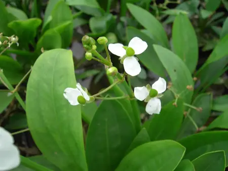 Sagittaria graminea - P9 - image 5