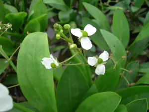 Sagittaria graminea - P9 - image 5