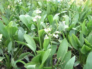 Sagittaria graminea - 17 cm aquatic basket - image 3