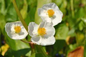 Sagittaria latifolia