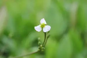 Sagittaria sagittifolia