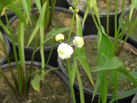 Sagittaria sagittifolia - P9 - image 2
