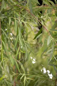 SALIX ABLA LIVING WILLOW