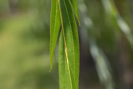 Salix alba - 60-100 CM C2 - image 1