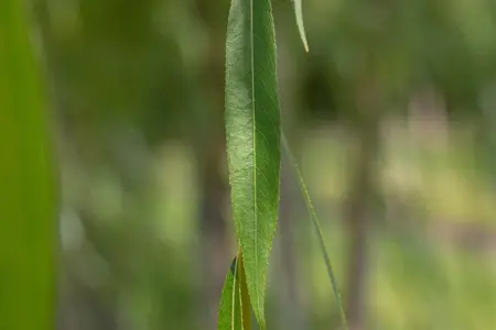 Salix alba - 60-100 CM C2 - image 2