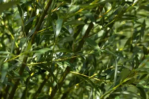 Salix alba - 60-100 CM C2 - image 3