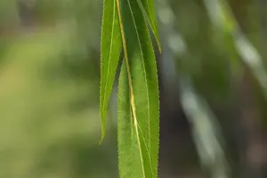 Salix alba - STDS 6-8 CM RB - image 1
