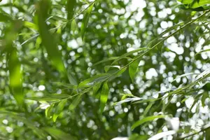 Salix alba - STDS 10-12 CM RB - image 4