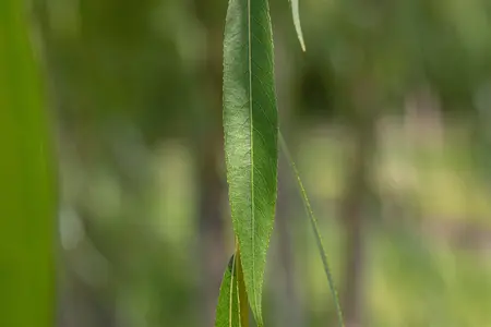 Salix alba - STD 8-10 CM CONT     - image 2