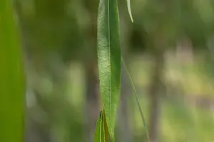 Salix alba - 125-150 CM C10 - image 2