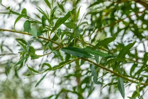 Salix alba 'Chermesina'
