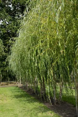 Salix alba 'Golden Ness' - 60-80 CM C2 - image 2