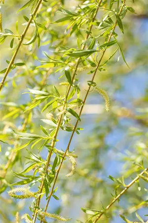 Salix alba 'Golden Ness' - 60-80 CM C2 - image 5