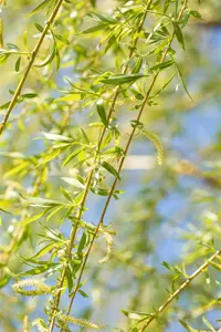 Salix alba 'Golden Ness' - 60-80 CM C2 - image 5