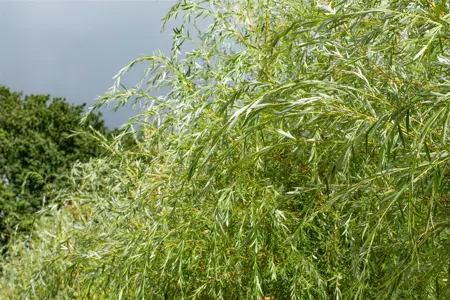 Salix alba 'Golden Ness' - 60-80 CM C2 - image 3
