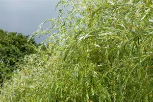 Salix alba 'Golden Ness' - 60-80 CM C2 - image 3