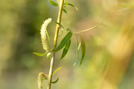 Salix alba 'Golden Ness' - 60-80 CM C2 - image 4