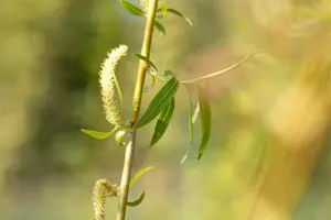 Salix alba 'Golden Ness' - 60-80 CM C2 - image 4