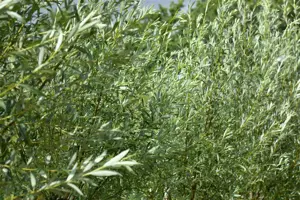 Salix alba 'Liempde'