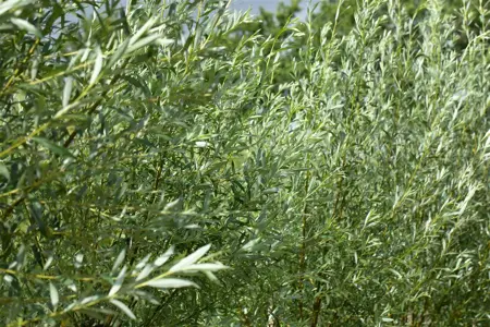 Salix alba 'Liempde' - MULTISTEM 250-300 CM RB