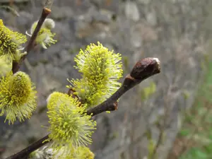 Salix aurita