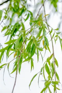 Salix babylonica - STDS 12-14 CM CONT - image 2