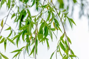 Salix babylonica