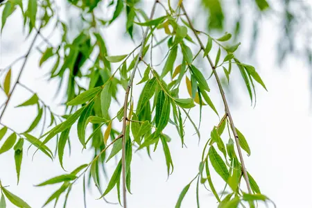 Salix babylonica - STD 10-12 CM CONT    - image 1