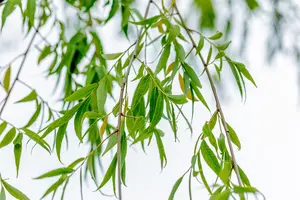 Salix babylonica - STD 10-12 CM CONT    - image 1