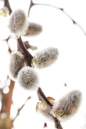 Salix caprea - 40-60 CM C2 - image 4